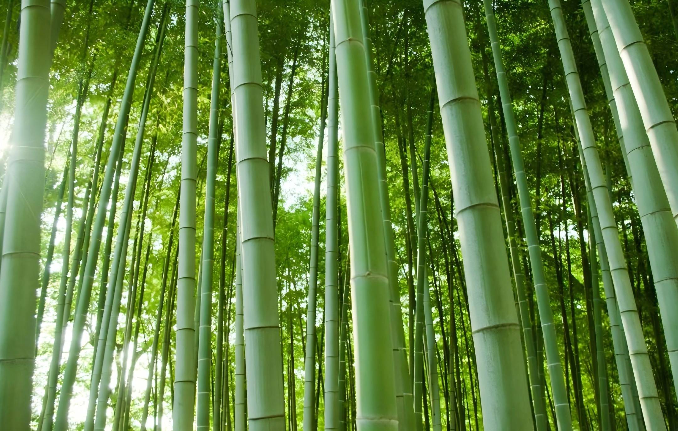 Embracing Bamboo - A Sustainable Alternative to Plastic